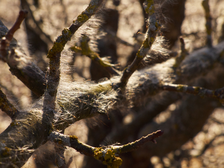 Old tree branches with moss covered with blowball fluff and lit with sunlightの写真素材