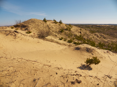 Sand hills wit remains of small fir-trees under the blue skyの写真素材