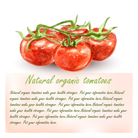 Watercolor tomato branch banner illustrationのイラスト素材