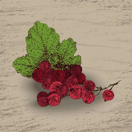 Hand drawn dot currant illustrationのイラスト素材