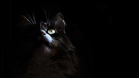 Cat in the dark. Portrait of a Kitty who is looking up on a black background.Suitable for posters,flyers,bannerの写真素材