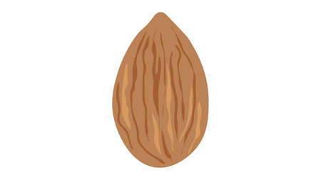 Almond nut isolated vector illustrationのイラスト素材
