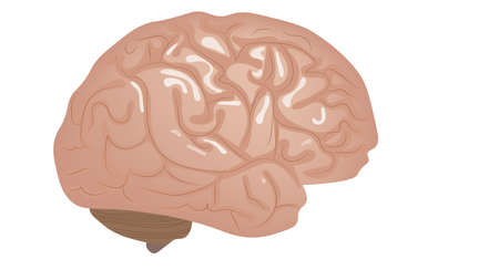 Human brain isolated on white vector illustrationのイラスト素材