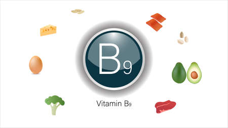 Vitamin B9 sources vector illustrationのイラスト素材