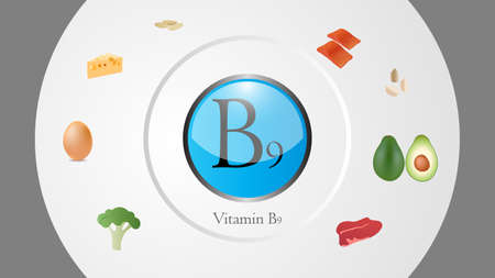 Vitamin B9 sources vector illustrationのイラスト素材