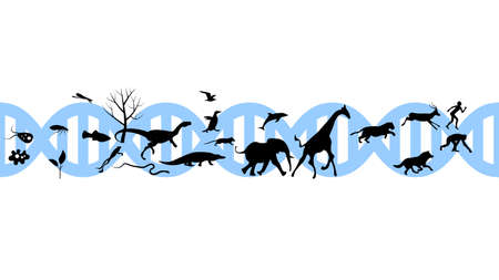Set of animals icons vector design. Animals icon collection. Evolution illustrationのイラスト素材