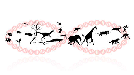 Evolution of species illustration. Evolution vector designのイラスト素材
