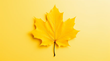 Autumn maple leaf on plain background. Flat lay, top viewの素材