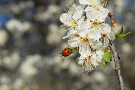 Ladybug on a white cherry blossom in spring, macro