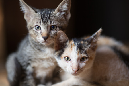 Two little catsの写真素材