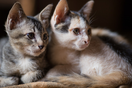 Two little catsの写真素材