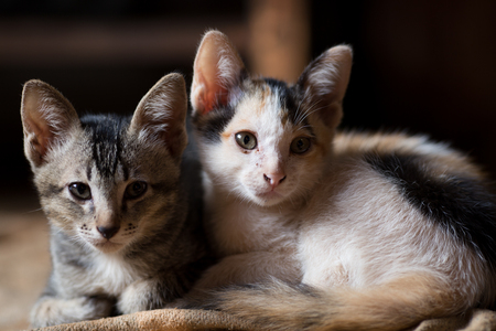 Two little catsの写真素材
