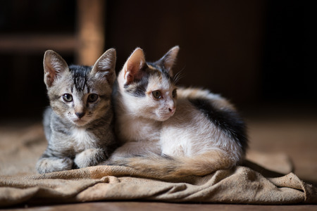 Two little catsの写真素材