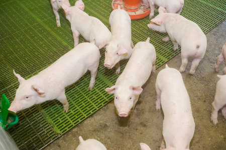 Pig farm. Little piglets