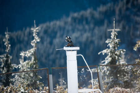Winter in the national park with mountainsの写真素材