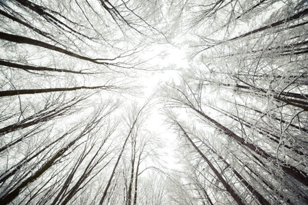 Snowy winter forest