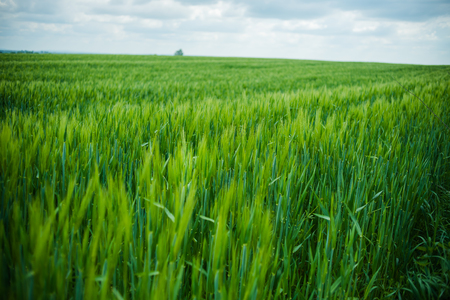 Field of young green wheatの写真素材