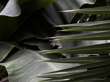 Close up of palm leaves in the tropical forest. nature background.
