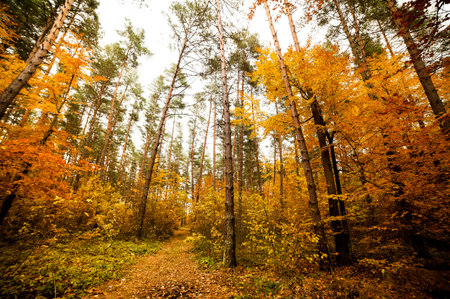 Path in autumn forest. Colorful trees in autumn forest. Autumn landscape.