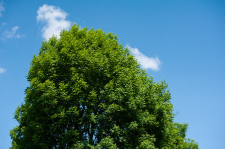 green tree and blue sky with white clouds in the background, nature seriesの写真素材