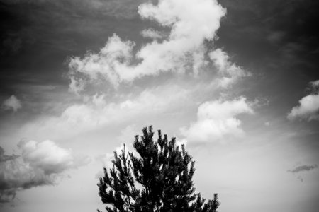 Black and white photo of pine tree against blue sky with white cloudsの写真素材