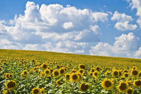 A field of sunflowersの写真素材