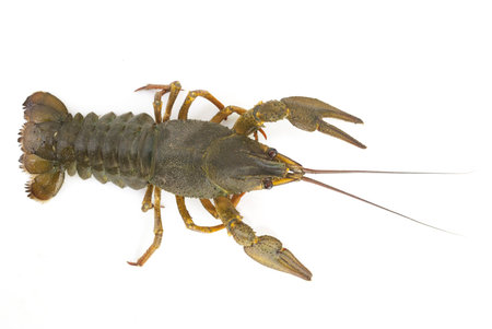 crayfish