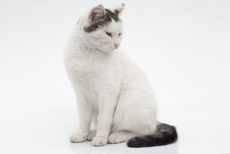 Portrait of a white catの写真素材