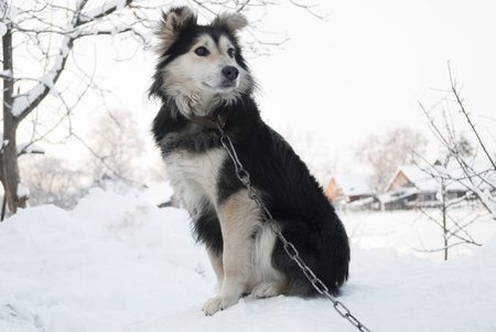 watchdog