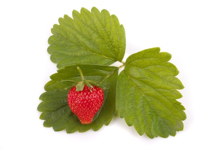 Red strawberry on green leaves の写真素材