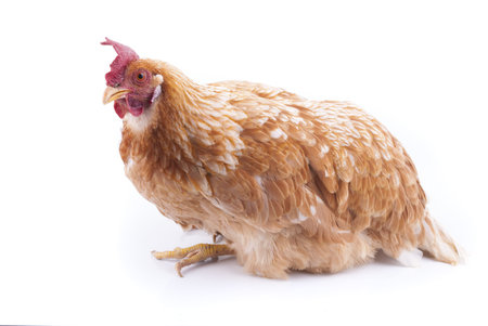 Chicken on a white background.の写真素材