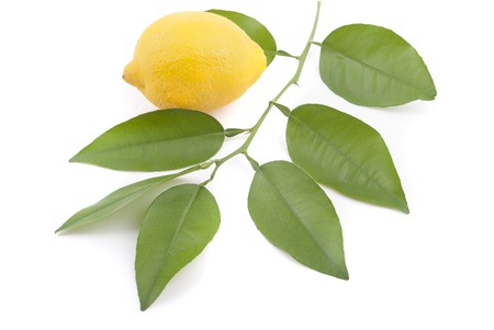 Lemon and lemon tree twig.の写真素材