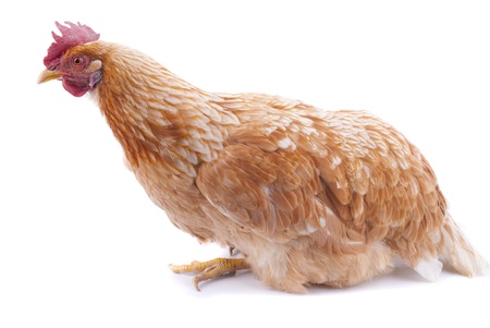 Chicken on a white background.の写真素材