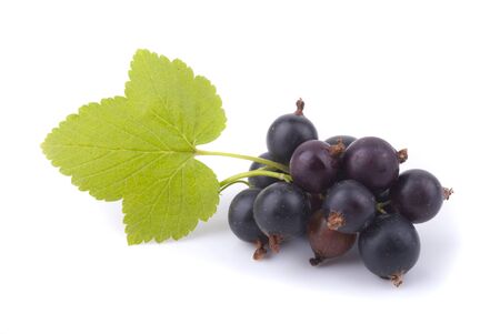 Black currant and green leaf on a white background.の写真素材