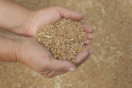 Handful of grains of wheat on the palms の写真素材