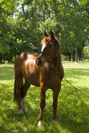 Horse on a summer meadow.の写真素材