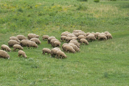 Herd of sheep grazing in a meadow.の写真素材