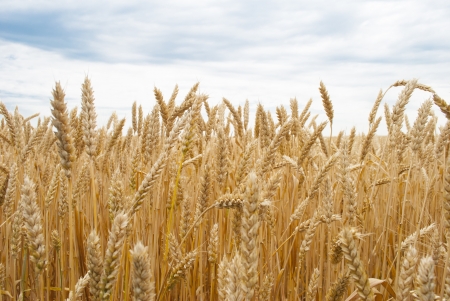 Wheatfieldの写真素材