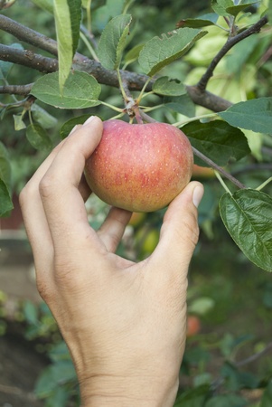 Hand goes to disrupt the apple from treeの写真素材