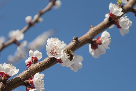Bee pollinates a flower apricot.の写真素材
