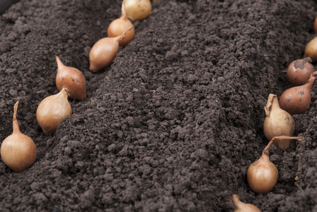 Spring onions in soil.の写真素材
