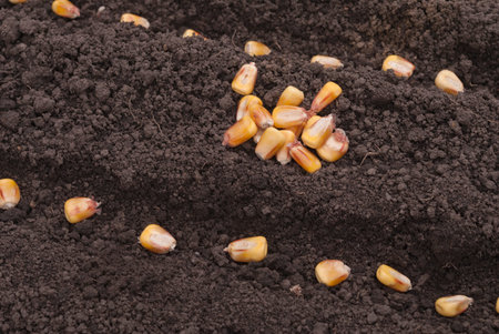 Corn seeds planted in the ground in the garden.