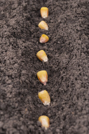 Corn seeds planted in the ground in the garden.の写真素材