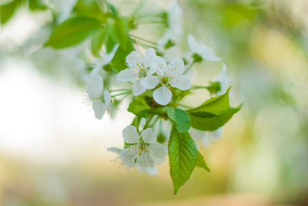 Flowering cherry. Flowers close up on blurred background.
