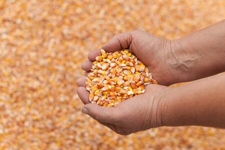 Human hands with grains of corn.の写真素材