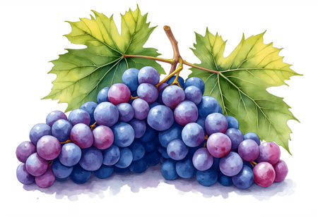 A beautifully detailed illustration shows a bunch of ripe, purple grapes attached to green leaves. The grapes are glistening, showcasing their fresh and juicy appearance.のイラスト素材