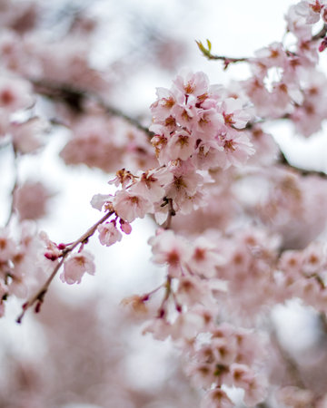 Full hd flowers in springs.の写真素材