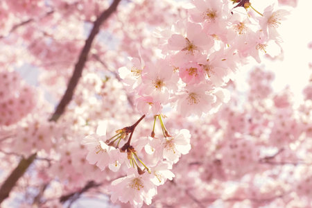 Full hd Flowers in springs. Happy Easter festivals .Mardi gras .Happy Saint Patrick day. springs...