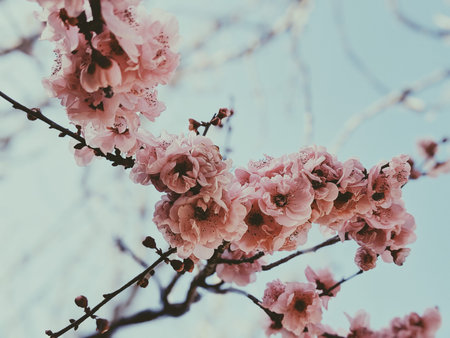 Full hd flowers in spring with blur background .Happy easter with eggs and cards. Fresh freak shake...