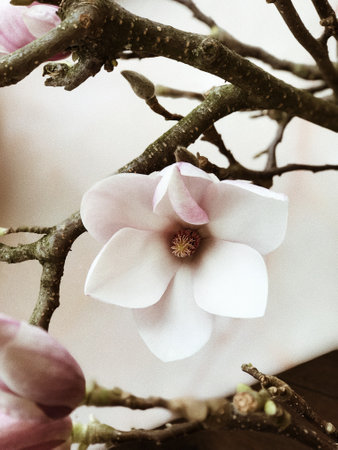 Full hd flowers in springs. How to make pine cake. Fresh juice with pine cake. happy st patrick day. Mardi Gras .の写真素材